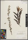 Foto von Salix petiolaris Sm.